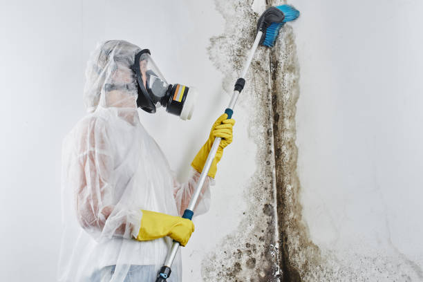 Best Same-Day Mold Removal  in Polk City, IA