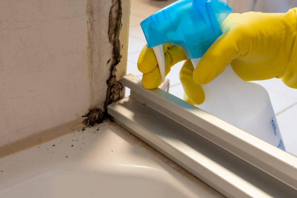 Best Black Mold Removal  in Polk City, IA