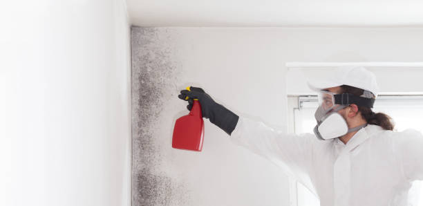 Best Local Mold Removal Service  in Polk City, IA