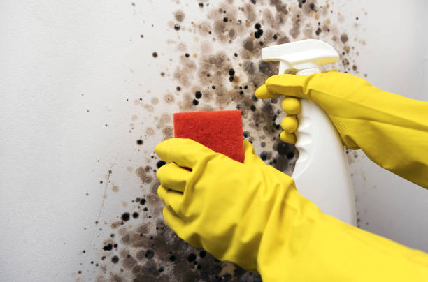 Best Residential Mold Removal  in Polk City, IA