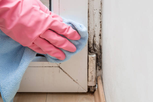 Best Mold Testing  in Polk City, IA