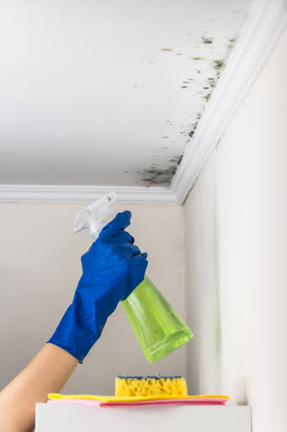 Best Best Mold Removal Companies  in Polk City, IA