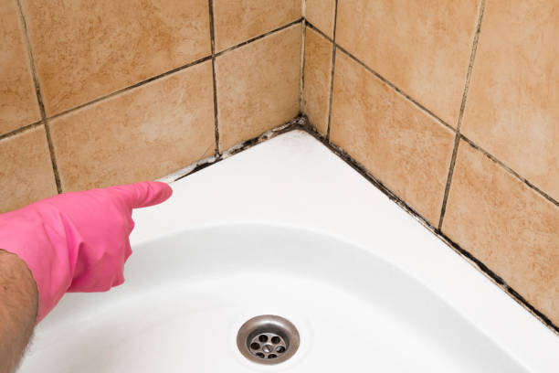 Best Affordable Mold Removal  in Polk City, IA